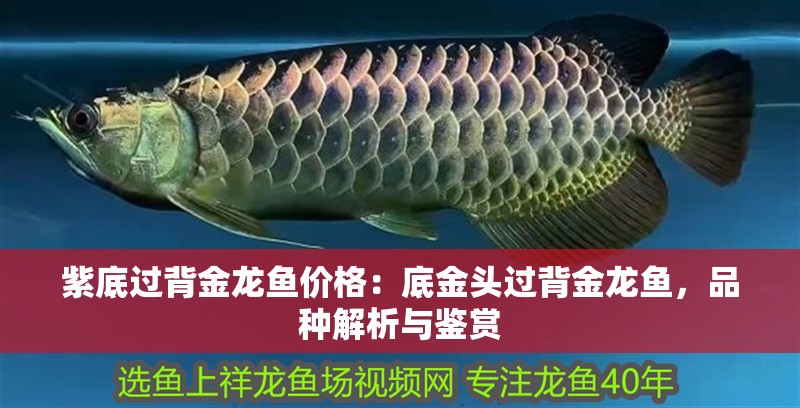 紫底過背金龍魚價格：底金頭過背金龍魚，品種解析與鑒賞