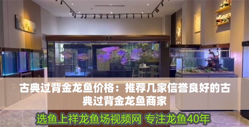 古典過背金龍魚價(jià)格：推薦幾家信譽(yù)良好的古典過背金龍魚商家