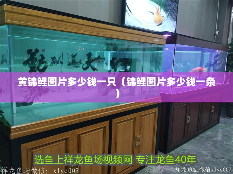 黃錦鯉圖片多少錢一只（錦鯉圖片多少錢一條）