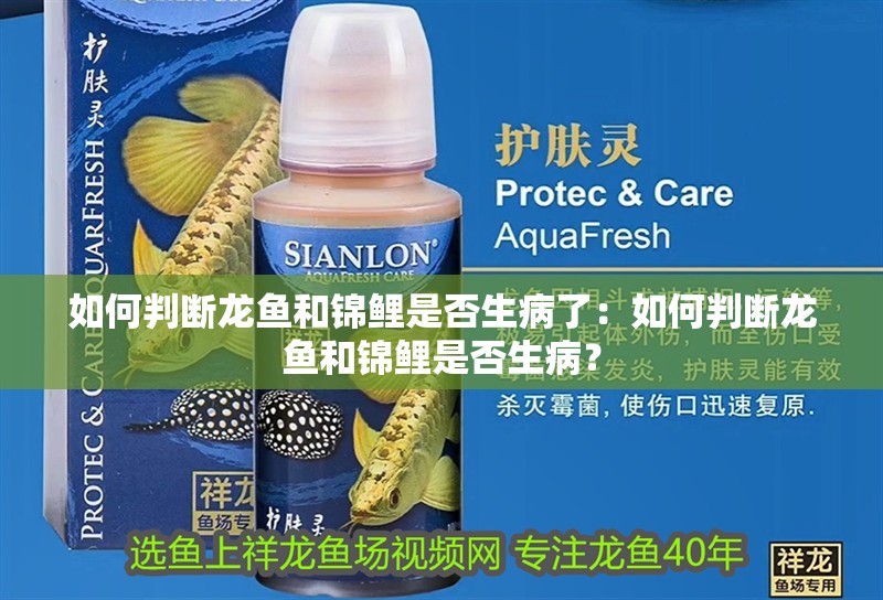 如何判斷龍魚和錦鯉是否生病了：如何判斷龍魚和錦鯉是否生病？