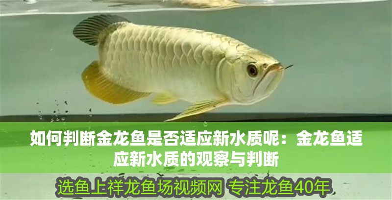 如何判斷金龍魚是否適應新水質呢：金龍魚適應新水質的觀察與判斷