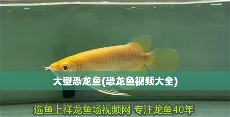 大型恐龍魚(恐龍魚視頻大全)