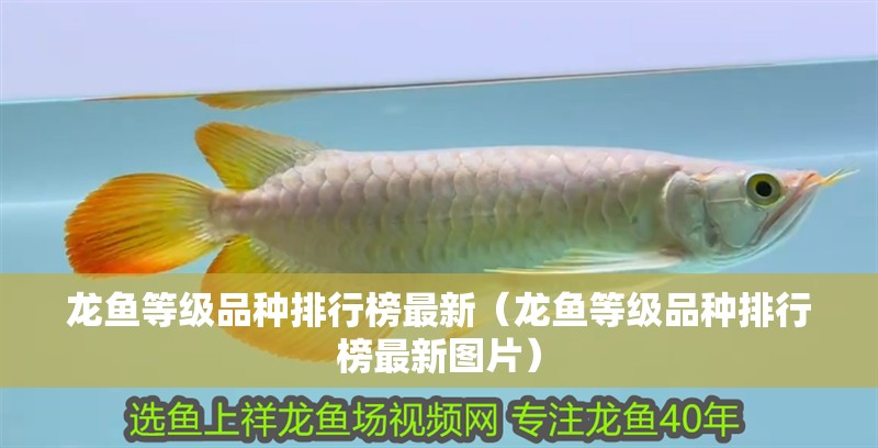 龍魚等級品種排行榜最新（龍魚等級品種排行榜最新圖片）