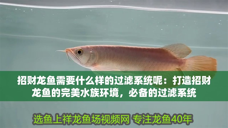 招財龍魚需要什么樣的過濾系統呢：打造招財龍魚的完美水族環境，必備的過濾系統