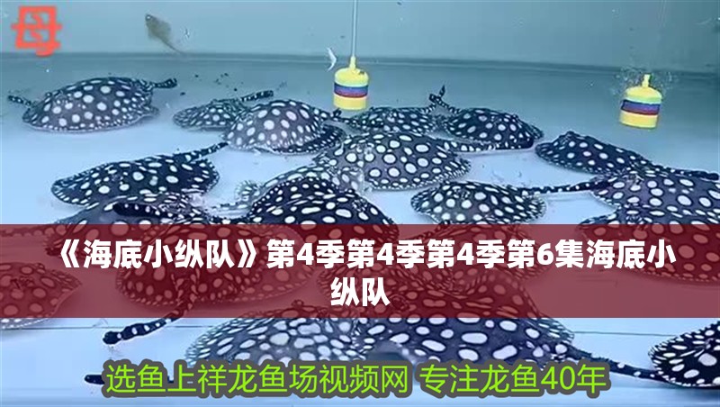 《海底小縱隊》第4季第4季第4季第6集海底小縱隊