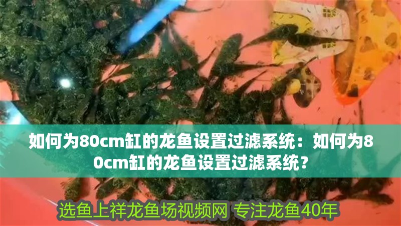如何為80cm缸的龍魚設(shè)置過濾系統(tǒng)：如何為80cm缸的龍魚設(shè)置過濾系統(tǒng)？