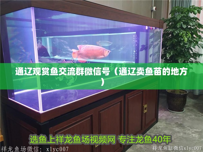 通遼觀賞魚交流群微信號（通遼賣魚苗的地方）