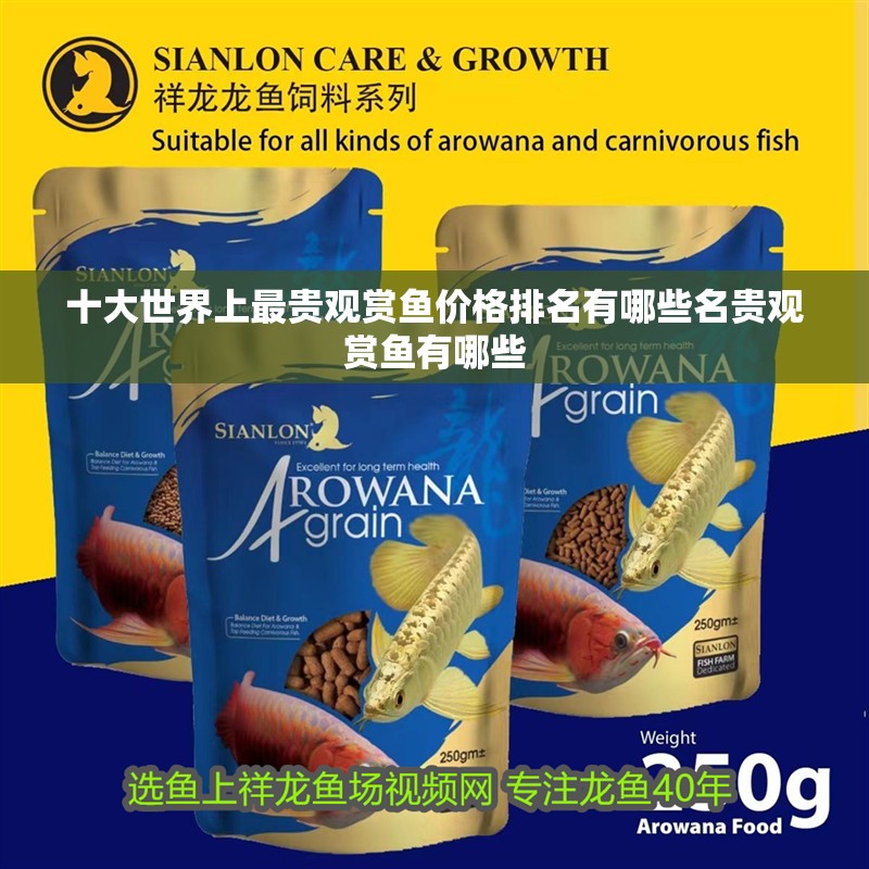 十大世界上最貴觀賞魚價格排名有哪些名貴觀賞魚有哪些