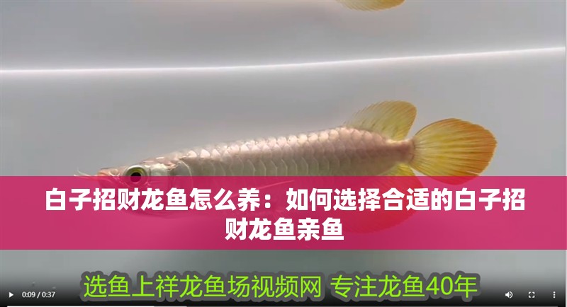 白子招財龍魚怎么養(yǎng)：如何選擇合適的白子招財龍魚親魚