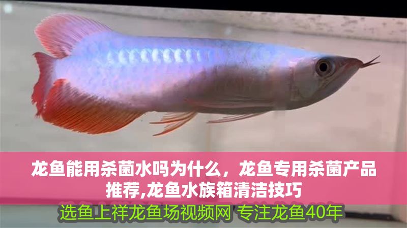 龍魚能用殺菌水嗎為什么，龍魚專用殺菌產(chǎn)品推薦,龍魚水族箱清潔技巧
