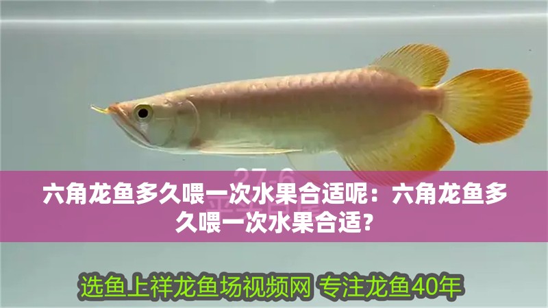 六角龍魚(yú)多久喂一次水果合適呢：六角龍魚(yú)多久喂一次水果合適？