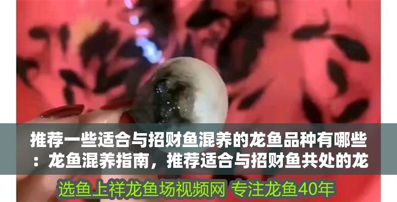 推薦一些適合與招財(cái)魚混養(yǎng)的龍魚品種有哪些：龍魚混養(yǎng)指南，推薦適合與招財(cái)魚共處的龍魚品種