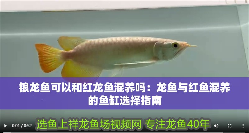 鋃龍魚可以和紅龍魚混養嗎：龍魚與紅魚混養的魚缸選擇指南