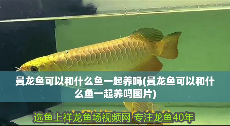 曼龍魚可以和什么魚一起養嗎(曼龍魚可以和什么魚一起養嗎圖片)