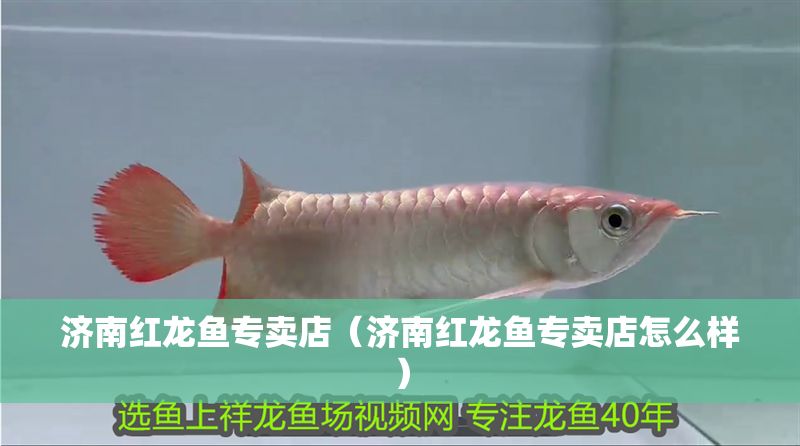 濟南紅龍魚專賣店（濟南紅龍魚專賣店怎么樣）