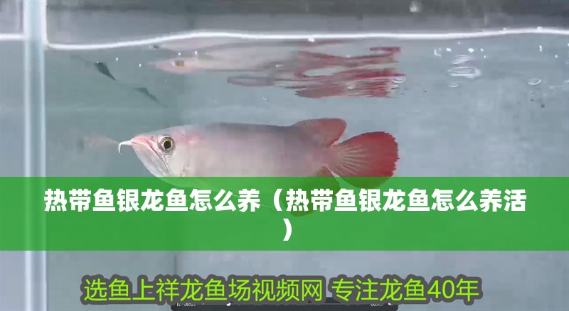 熱帶魚銀龍魚怎么養（熱帶魚銀龍魚怎么養活）