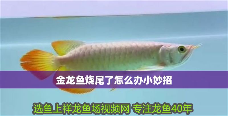 金龍魚燒尾了怎么辦小妙招