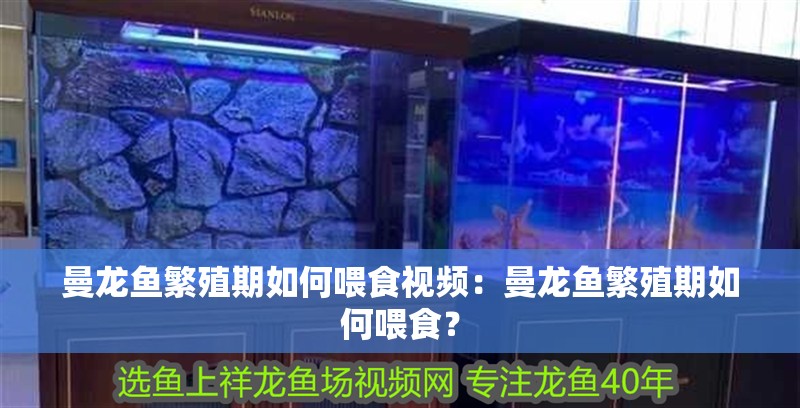 曼龍魚繁殖期如何喂食視頻：曼龍魚繁殖期如何喂食？