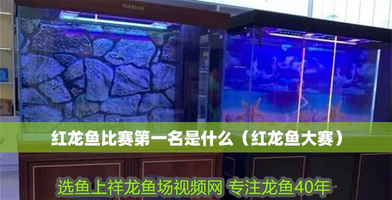 紅龍魚比賽第一名是什么（紅龍魚大賽）