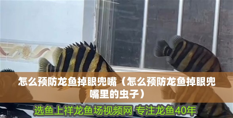 怎么預防龍魚掉眼兜嘴（怎么預防龍魚掉眼兜嘴里的蟲子）