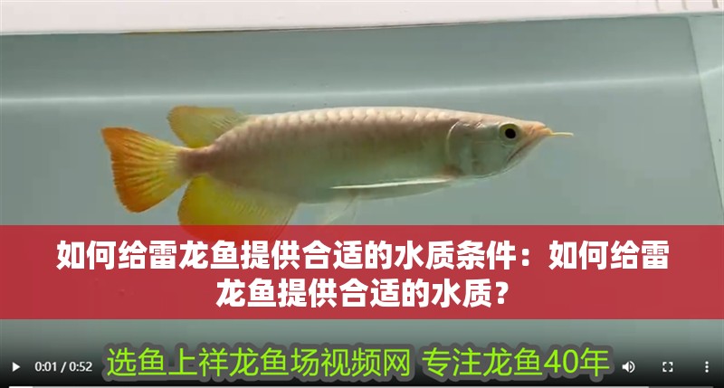 如何給雷龍魚提供合適的水質條件：如何給雷龍魚提供合適的水質？