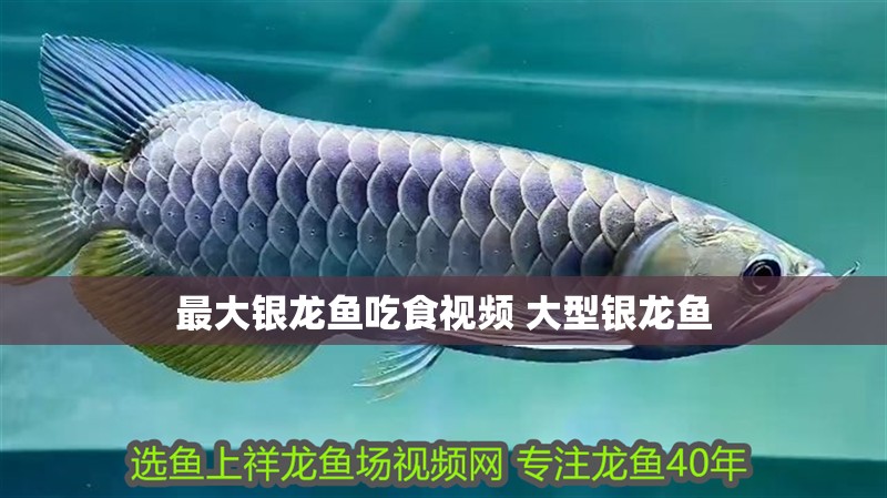 最大銀龍魚吃食視頻 大型銀龍魚