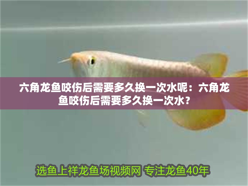 六角龍魚咬傷后需要多久換一次水呢：六角龍魚咬傷后需要多久換一次水？