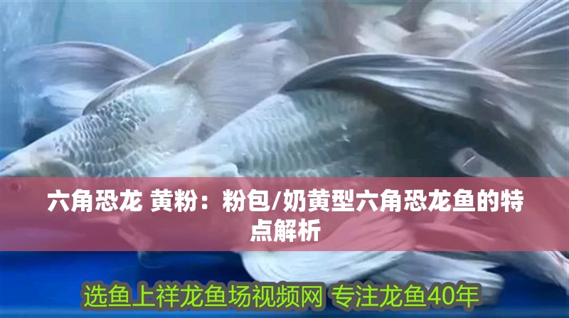 六角恐龍 黃粉：粉包/奶黃型六角恐龍魚的特點解析