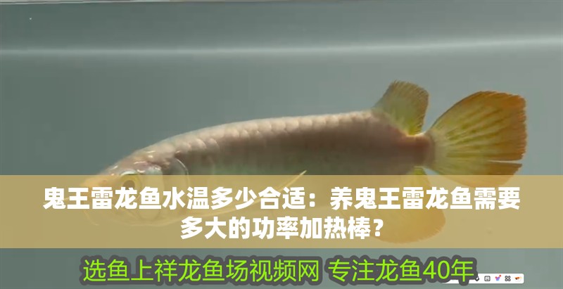 鬼王雷龍魚水溫多少合適：養鬼王雷龍魚需要多大的功率加熱棒？
