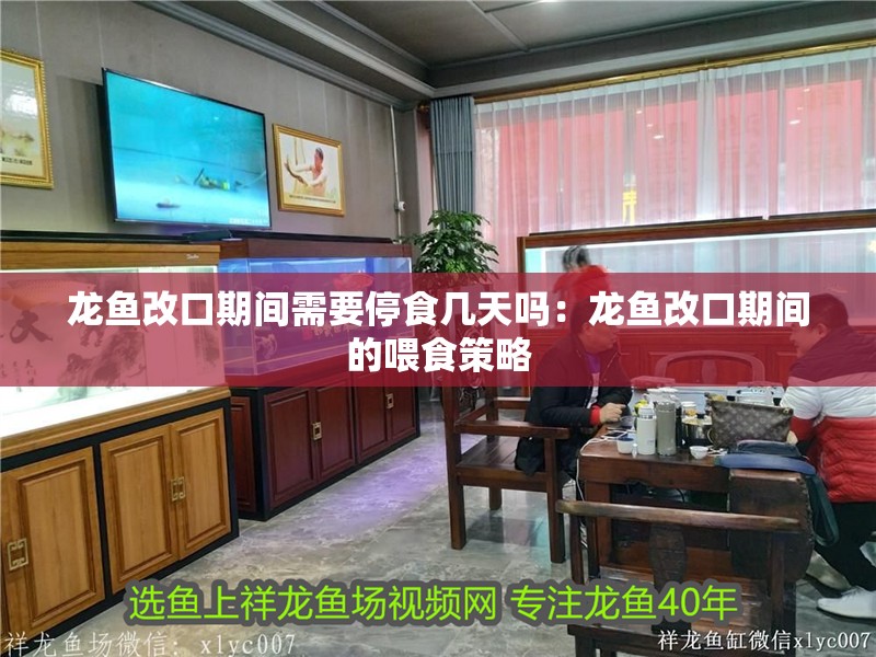 龍魚改口期間需要停食幾天嗎:龍魚改口期間的喂食策略