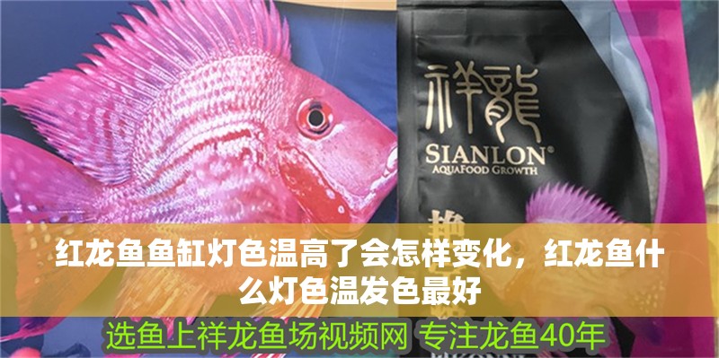 紅龍魚魚缸燈色溫高了會怎樣變化，紅龍魚什么燈色溫發色最好