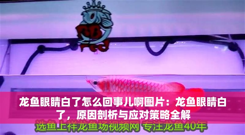 龍魚眼睛白了怎么回事兒啊圖片：龍魚眼睛白了，原因剖析與應對策略全解