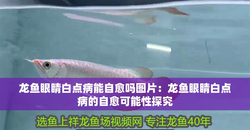 龍魚眼睛白點病能自愈嗎圖片：龍魚眼睛白點病的自愈可能性探究