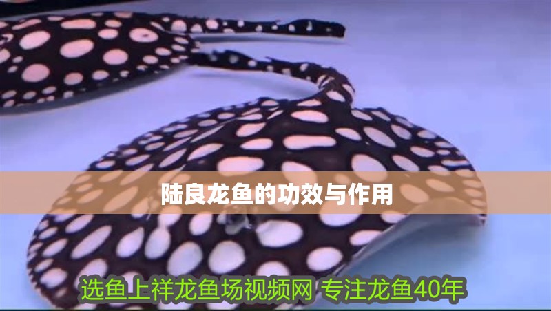 我的虎魚真菌感染了要怎么處理 陸良龍魚的功效與作用 觀賞魚百科 陸良龍魚的功效與作用 陸良龍魚的功效與作用 觀賞魚百科