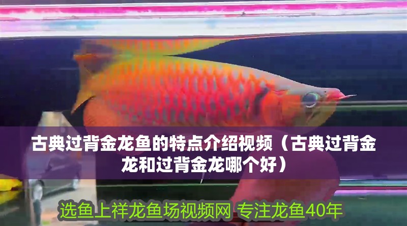 古典過背金龍魚的特點介紹視頻（古典過背金龍和過背金龍哪個好）