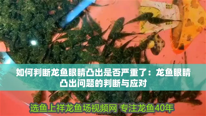 如何判斷龍魚眼睛凸出是否嚴重了：龍魚眼睛凸出問題的判斷與應對 如何判斷龍魚眼睛凸出是否嚴重了：龍魚眼睛凸出問題的判斷與應對 水族問答