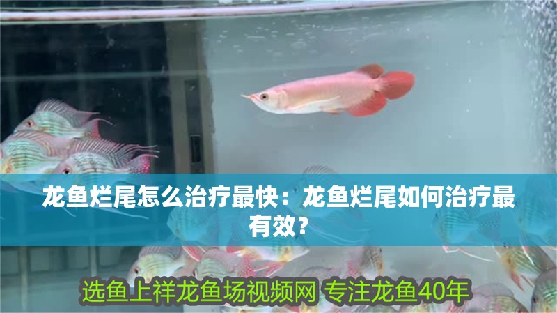 龍魚爛尾怎么治療最快：龍魚爛尾如何治療最有效？