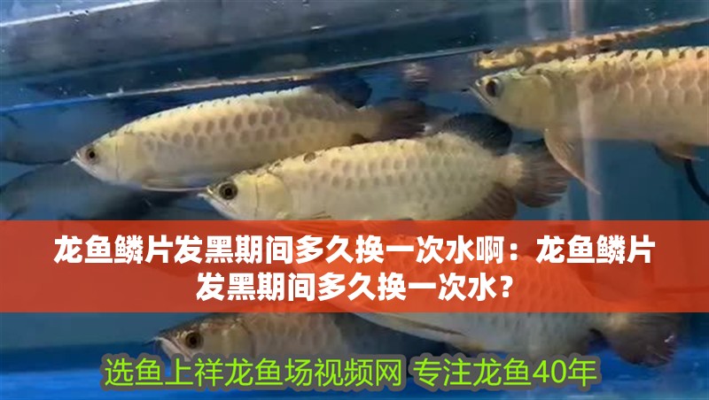 龍魚鱗片發黑期間多久換一次水啊：龍魚鱗片發黑期間多久換一次水？
