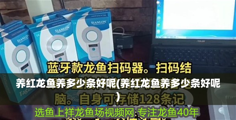 養紅龍魚養多少條好呢(養紅龍魚養多少條好呢)