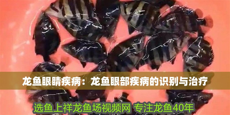龍魚眼睛疾病：龍魚眼部疾病的識(shí)別與治療
