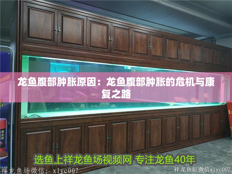 龍魚腹部腫脹原因：龍魚腹部腫脹的危機與康復之路