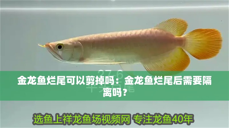 金龍魚(yú)爛尾可以剪掉嗎：金龍魚(yú)爛尾后需要隔離嗎？