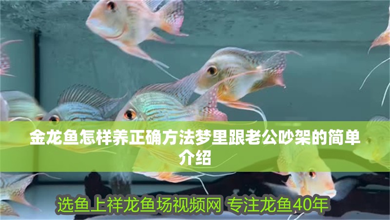 金龍魚怎樣養正確方法夢里跟老公吵架的簡單介紹