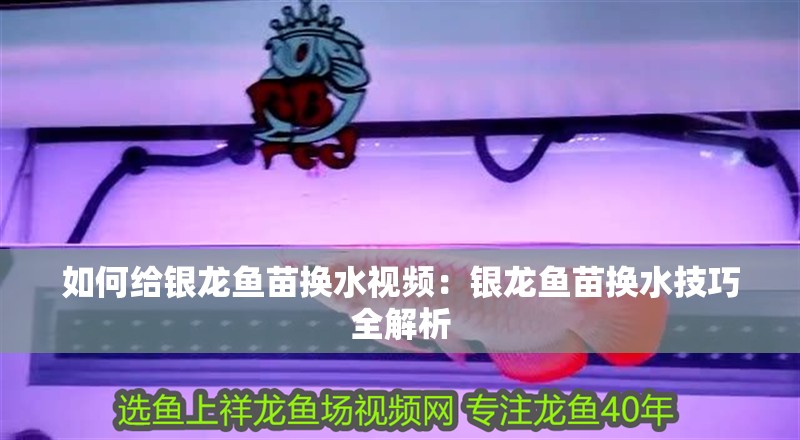 如何給銀龍魚(yú)苗換水視頻：銀龍魚(yú)苗換水技巧全解析