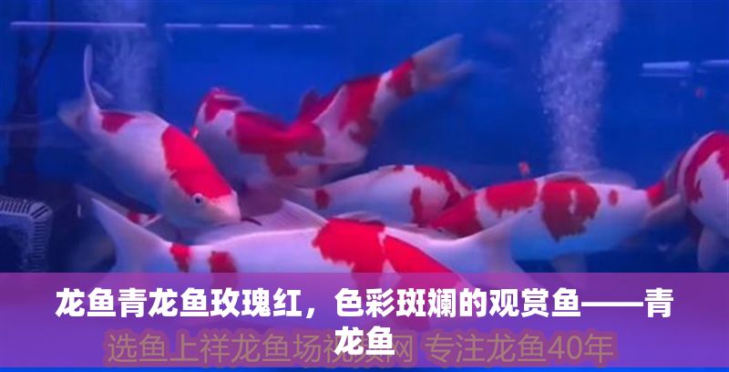龍魚青龍魚玫瑰紅，色彩斑斕的觀賞魚——青龍魚