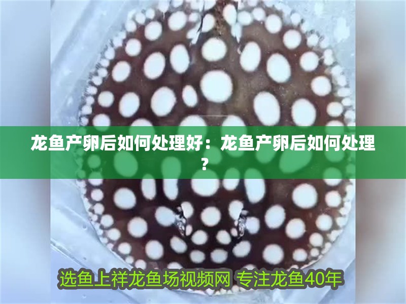 龍魚產卵后如何處理好：龍魚產卵后如何處理？
