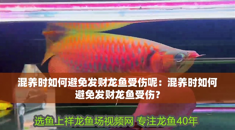 混養時如何避免發財龍魚受傷呢：混養時如何避免發財龍魚受傷？ 混養時如何避免發財龍魚受傷呢：混養時如何避免發財龍魚受傷？ 水族問答