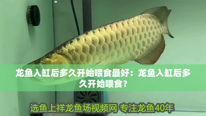 龍魚入缸后多久開始喂食最好：龍魚入缸后多久開始喂食？