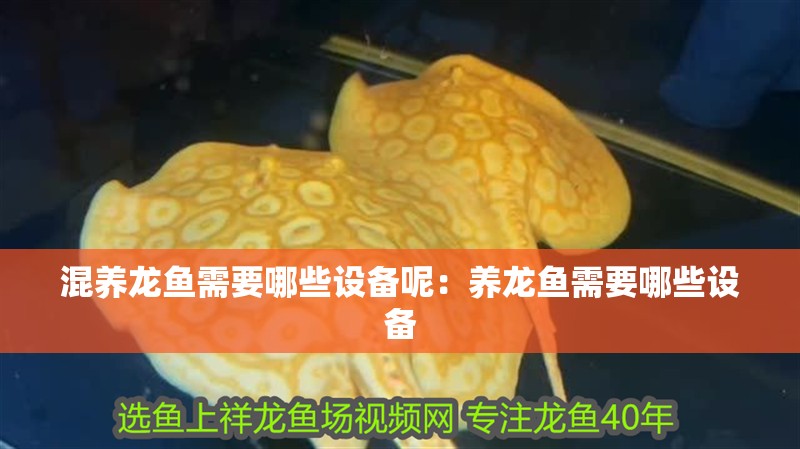 混養龍魚需要哪些設備呢：養龍魚需要哪些設備