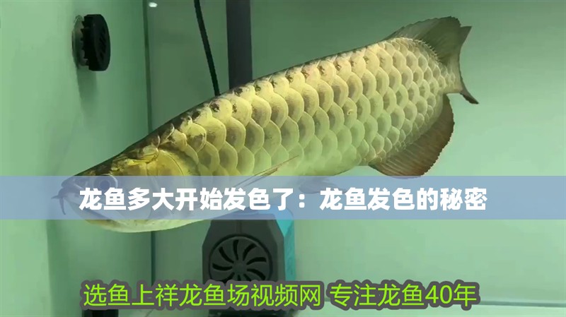 龍魚多大開始發色了：龍魚發色的秘密